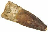 Fossil Spinosaurus Tooth - Real Dinosaur Tooth #340687-1